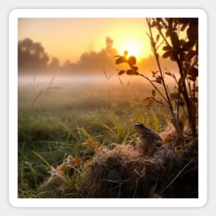 Sunrise over a green meadow fog rises in the summer and frog sitting on the front Magnet